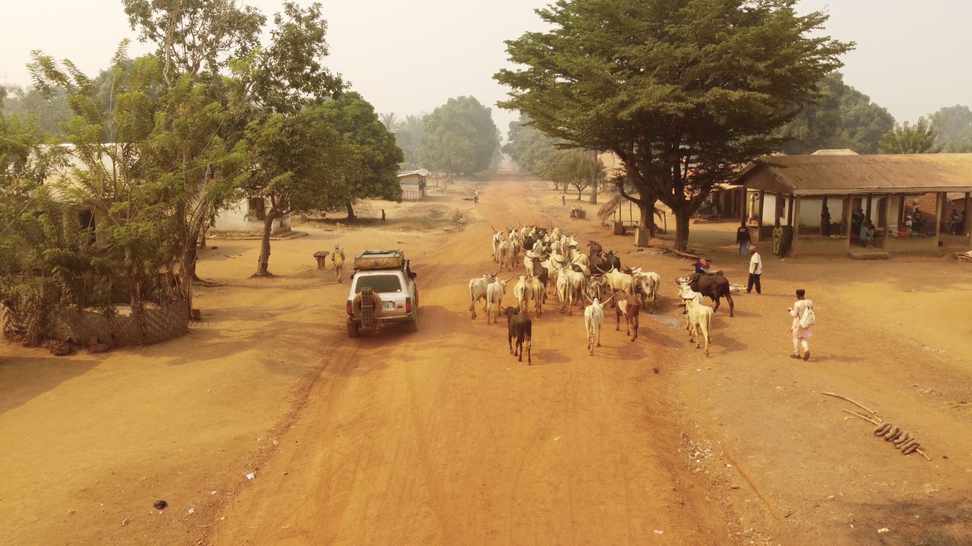 A herd crosses a village road in Cameroon, seen from the drone